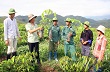 Than Uyên: Nỗ lực hoàn thành kế hoạch trồng mới 500ha cây cao su